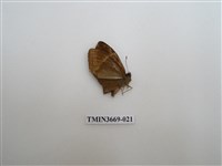 藏品(眼蝶科)的圖片